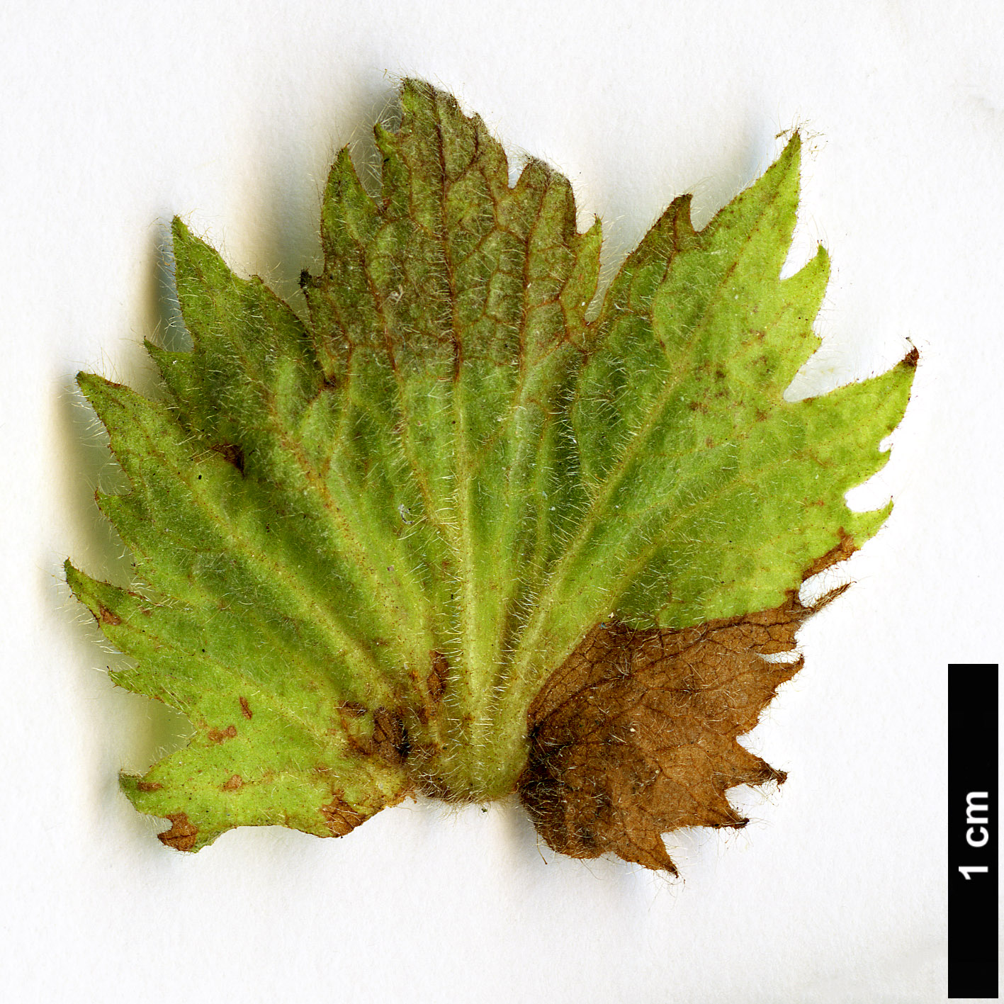 High resolution image: Family: Rosaceae - Genus: Rubus - Taxon: crassifolius